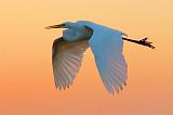 Great Egret At Sunrise_29188